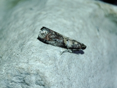 Acrobasis sodalella