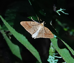 Thallophaga hyperborea