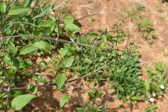 Clematis terniflora mandshurica
