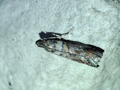 Acrobasis sodalella