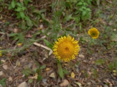 Pulicaria odora
