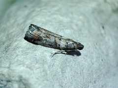 Acrobasis sodalella