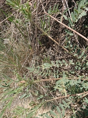 Ophisops elegans centralanatoliae