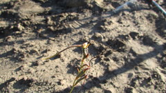 Disa salteri