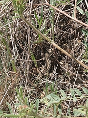 Ophisops elegans centralanatoliae