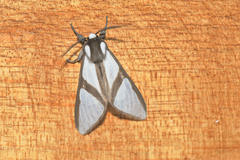 Turuptiana