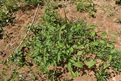 Clematis terniflora mandshurica
