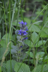 Ajuga orientalis