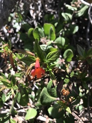 Diplacus parviflorus