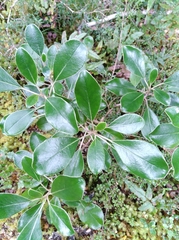 Brachyglottis buchananii