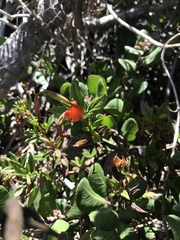 Diplacus parviflorus