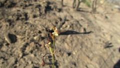 Disa salteri