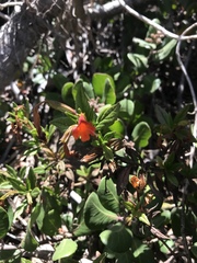 Diplacus parviflorus