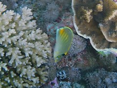 Chaetodon pelewensis