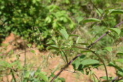 Clematis terniflora mandshurica