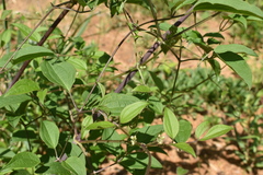 Clematis terniflora mandshurica
