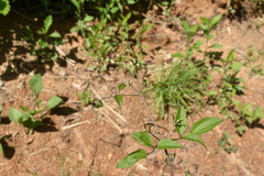 Clematis terniflora mandshurica