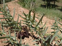 Aristolochia maurorum