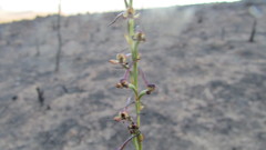 Disa salteri