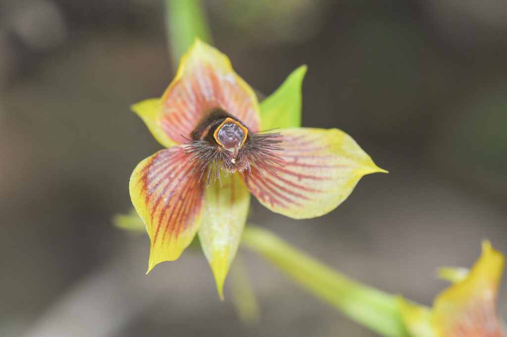 Telipogon hirtzii
