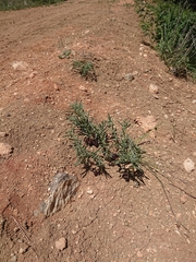 Aristolochia maurorum