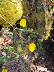 Potentilla hyparctica