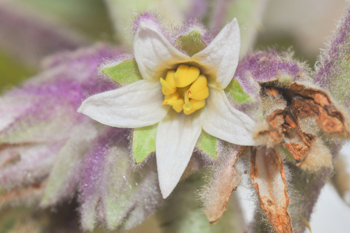 Solanum quitoense