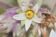 Solanum quitoense: Herkunft und Verwendung — Foto 2