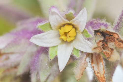 Solanum quitoense