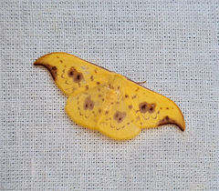 Tridrepana adelpha