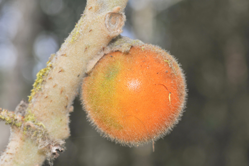 Solanum quitoense