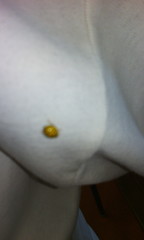 Psyllobora vigintiduopunctata