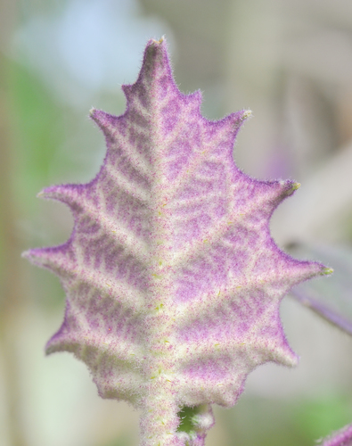 Solanum quitoense