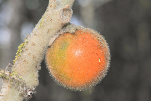 Solanum quitoense