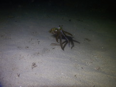 Sepioteuthis