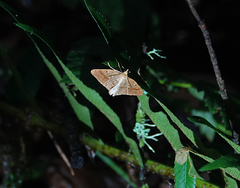 Thallophaga hyperborea