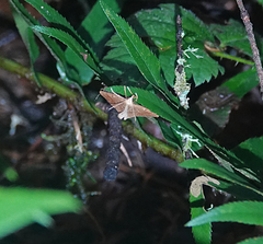 Thallophaga hyperborea