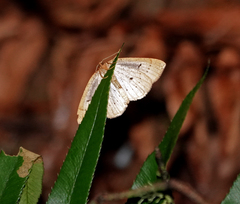 Thallophaga hyperborea