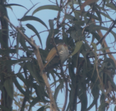 Chrysococcyx minutillus