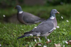 Columba palumbus