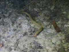 Brotula multibarbata