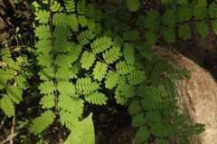 Pterolobium hexapetalum