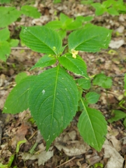 Impatiens parviflora