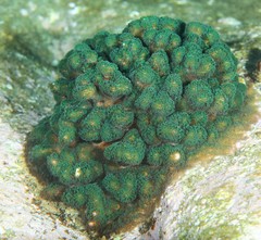 Pocillopora aliciae