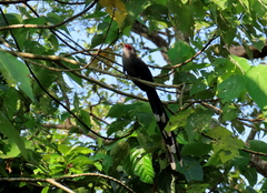 Phaenicophaeus tristis