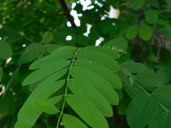 Robinia pseudoacacia
