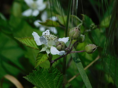 Rubus