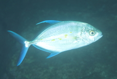 Ferdauia orthogrammus