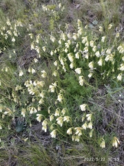 Onosma simplicissima