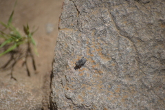 Chrysobothris femorata